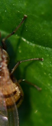 Minettia sp.